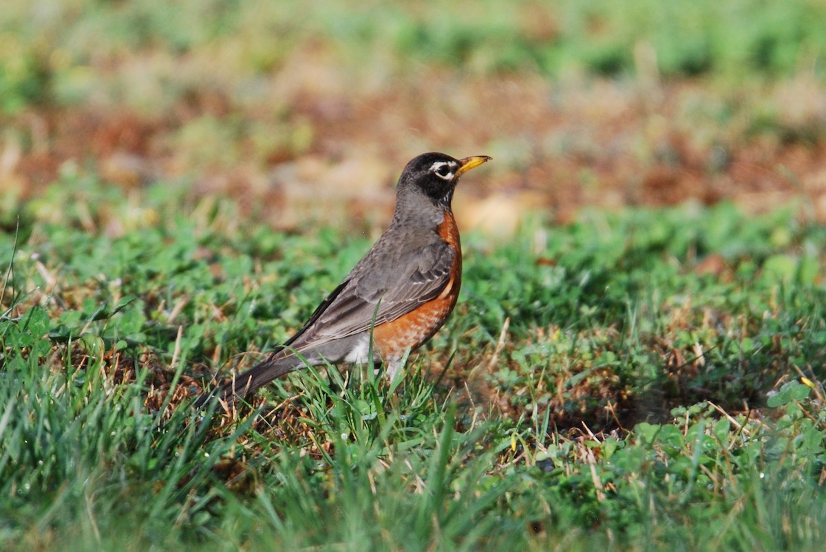 American Robin - ML550844911