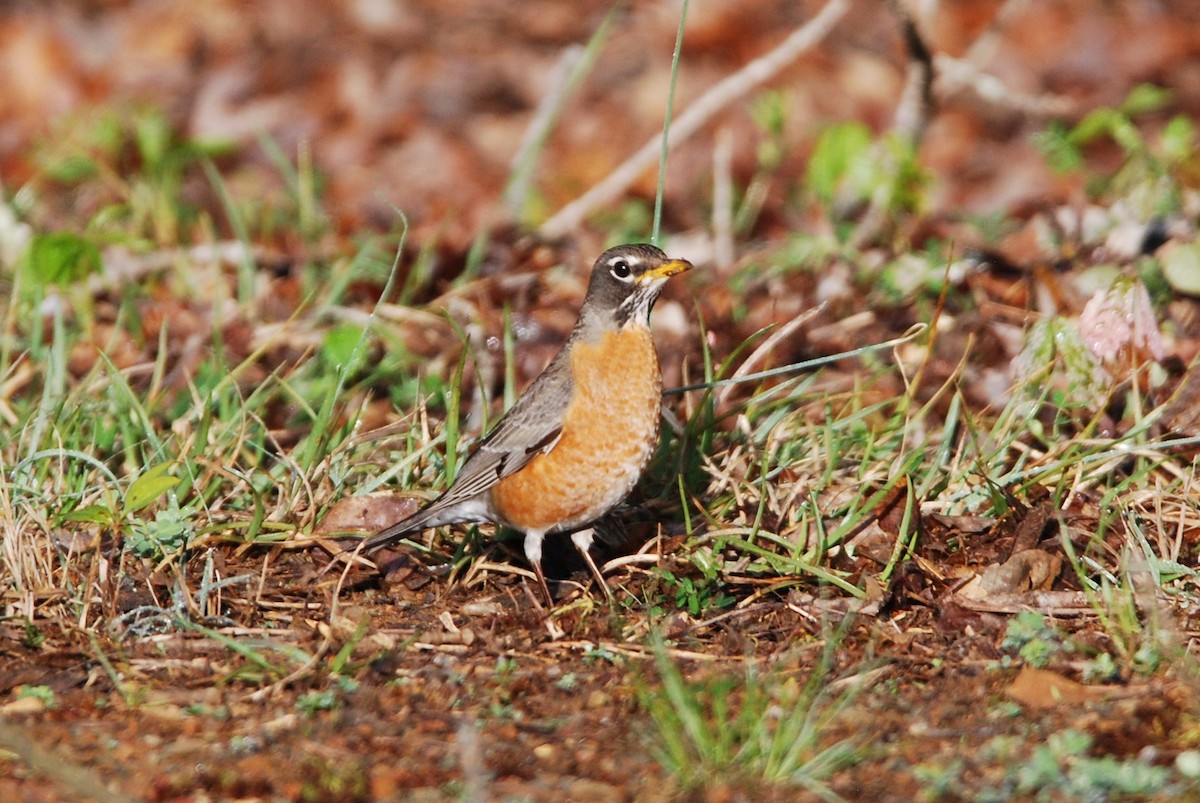 American Robin - ML550845011