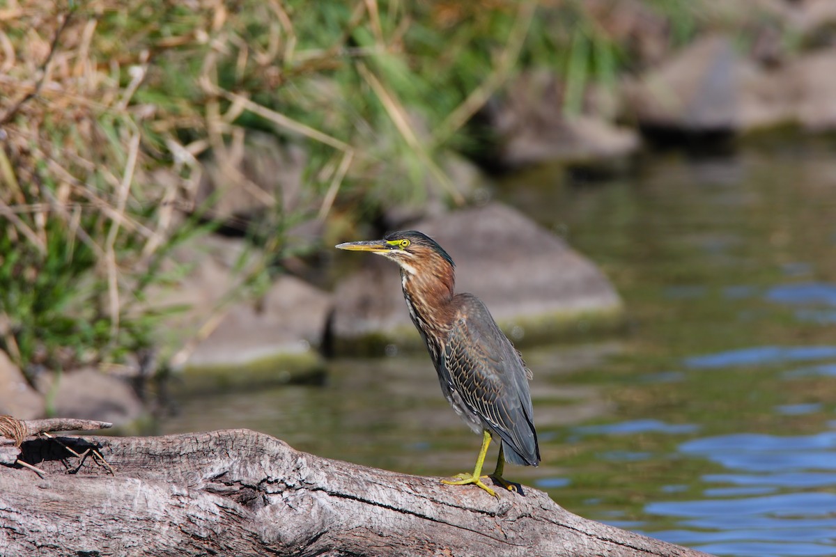 Green Heron - ML550845421