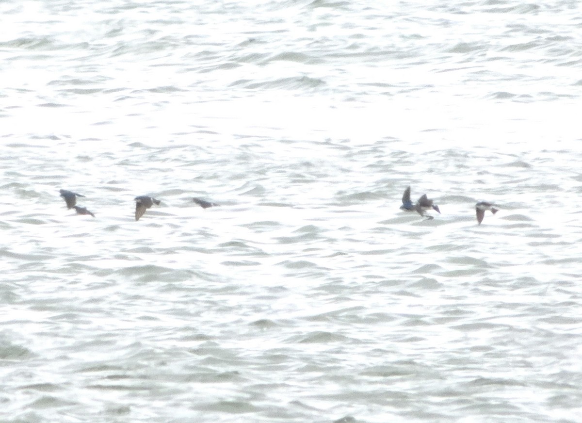 Tree Swallow - ML550845891