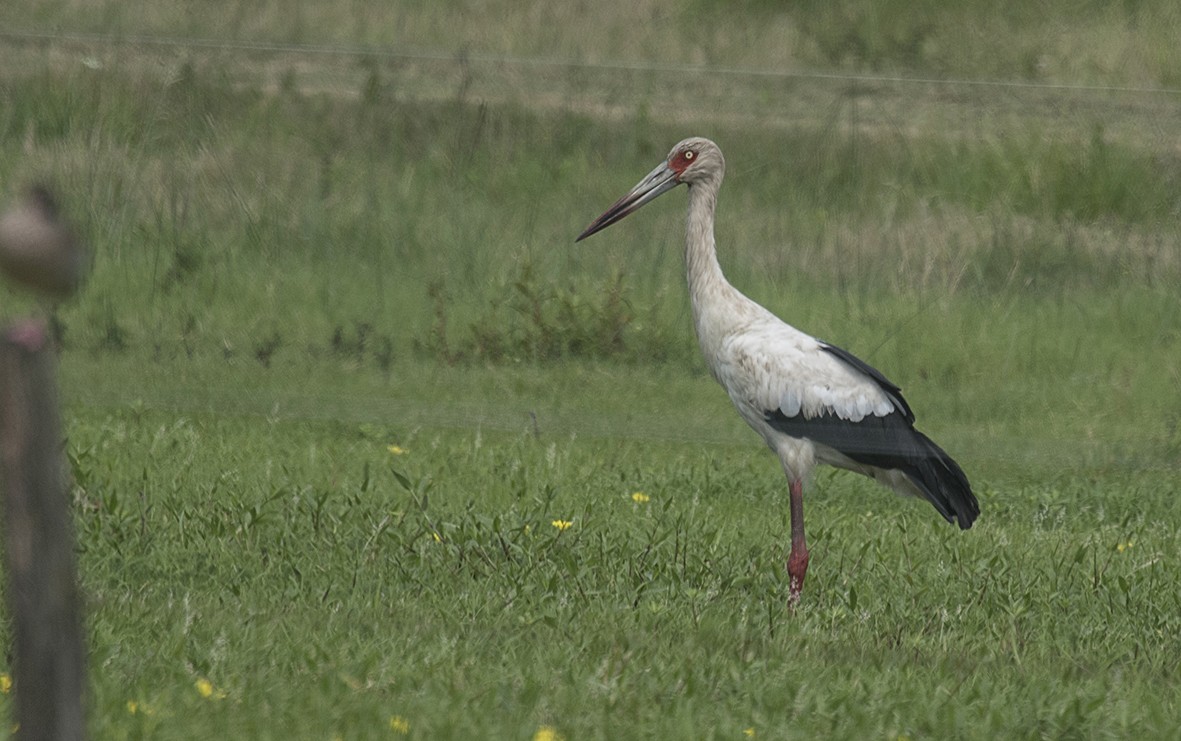 Maguari Stork - lucas krasmanski