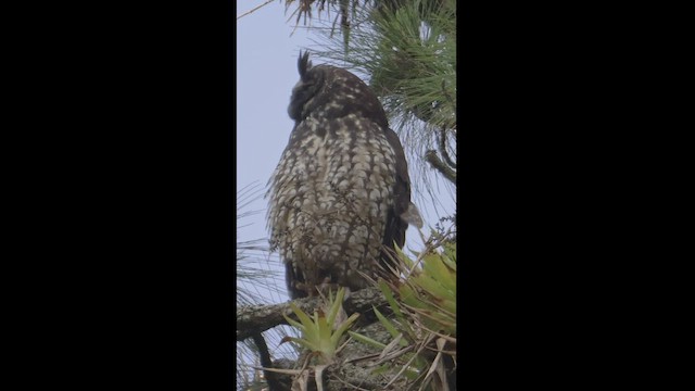 Hibou maître-bois - ML550846111