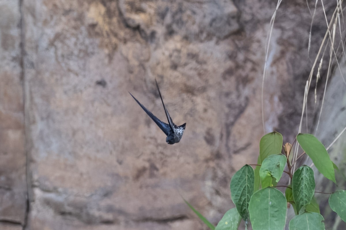 Plume-toed Swiftlet - Mike Hooper