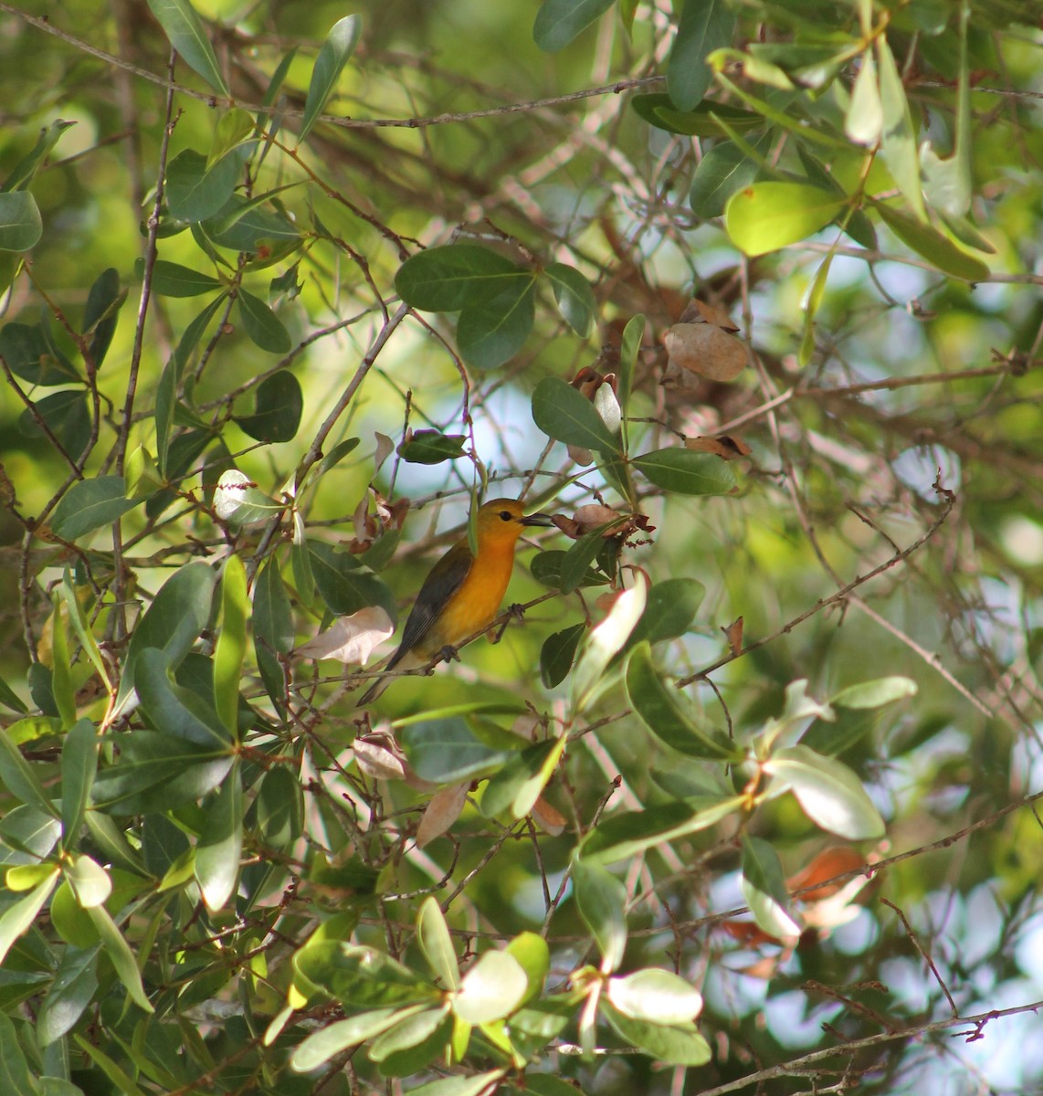 Prothonotary Warbler - ML55084721
