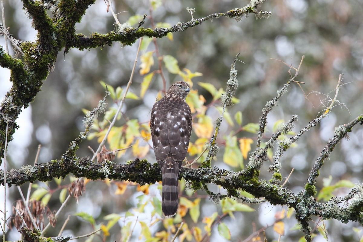 Cooper's Hawk - Scott Carpenter