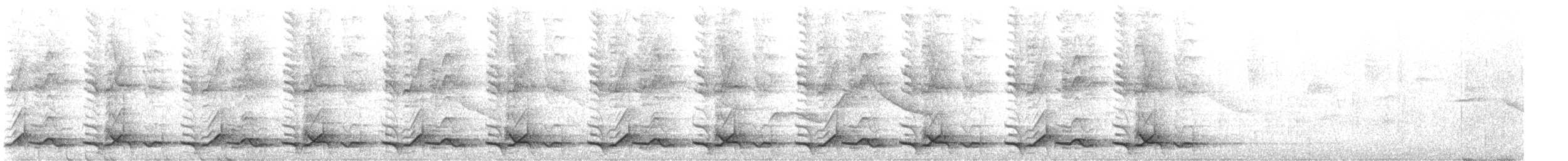 Tropfenwachtel - ML550848071