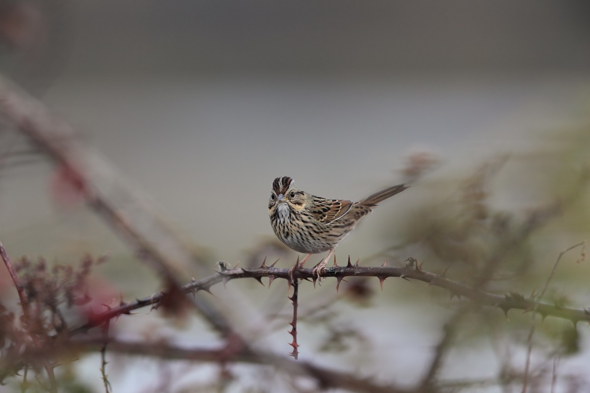 Lincoln's Sparrow - Scott Carpenter