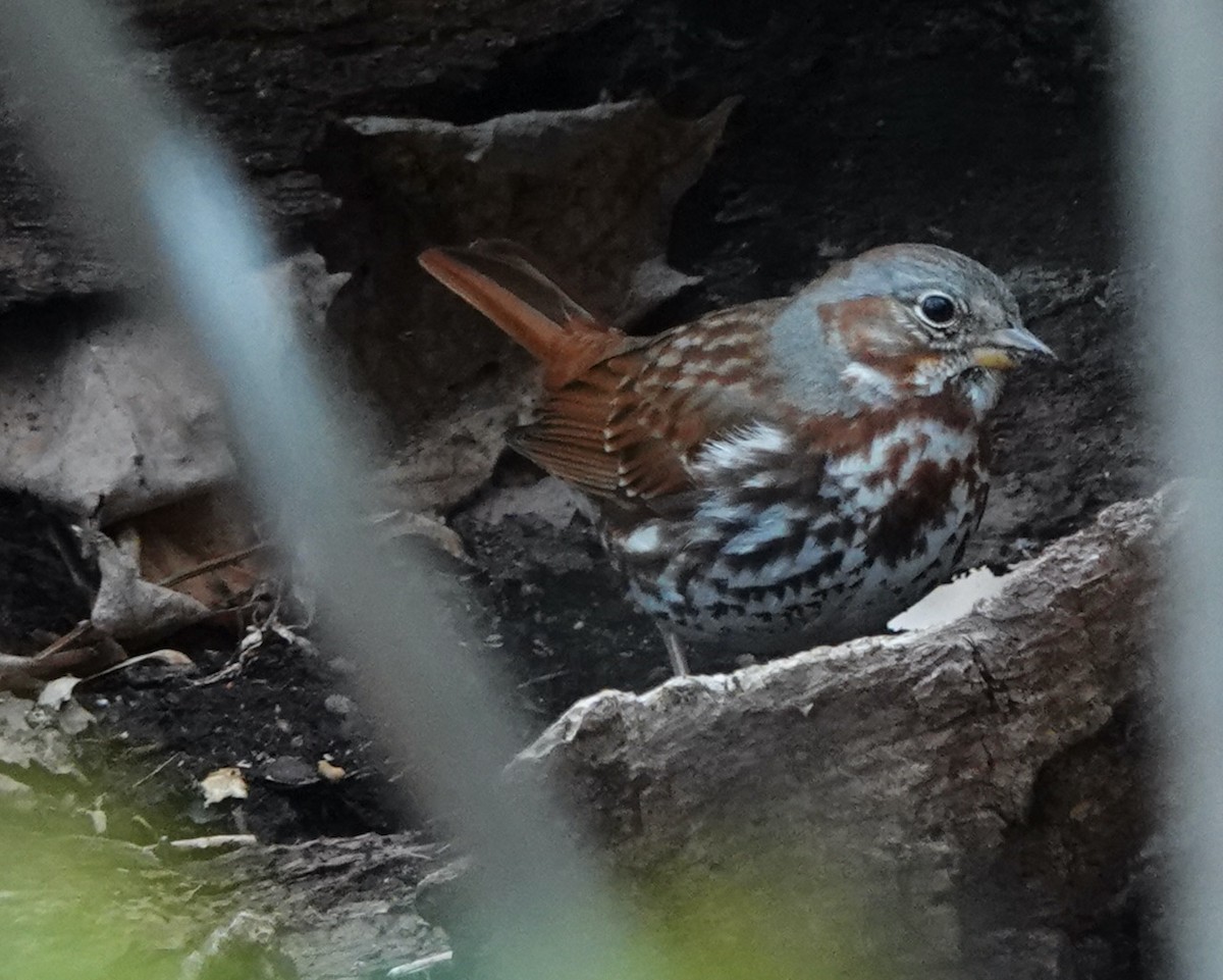 Fox Sparrow - ML550849261