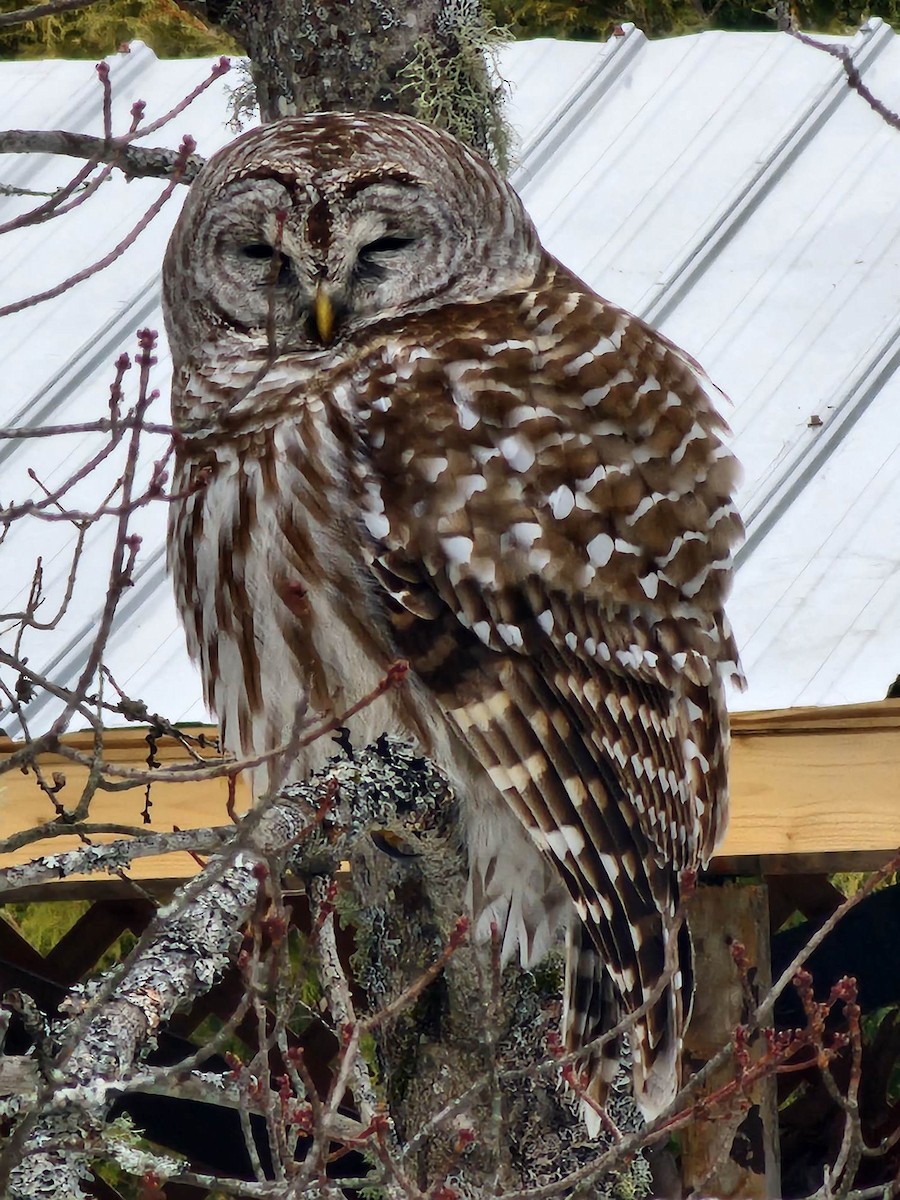 Barred Owl - ML550851441