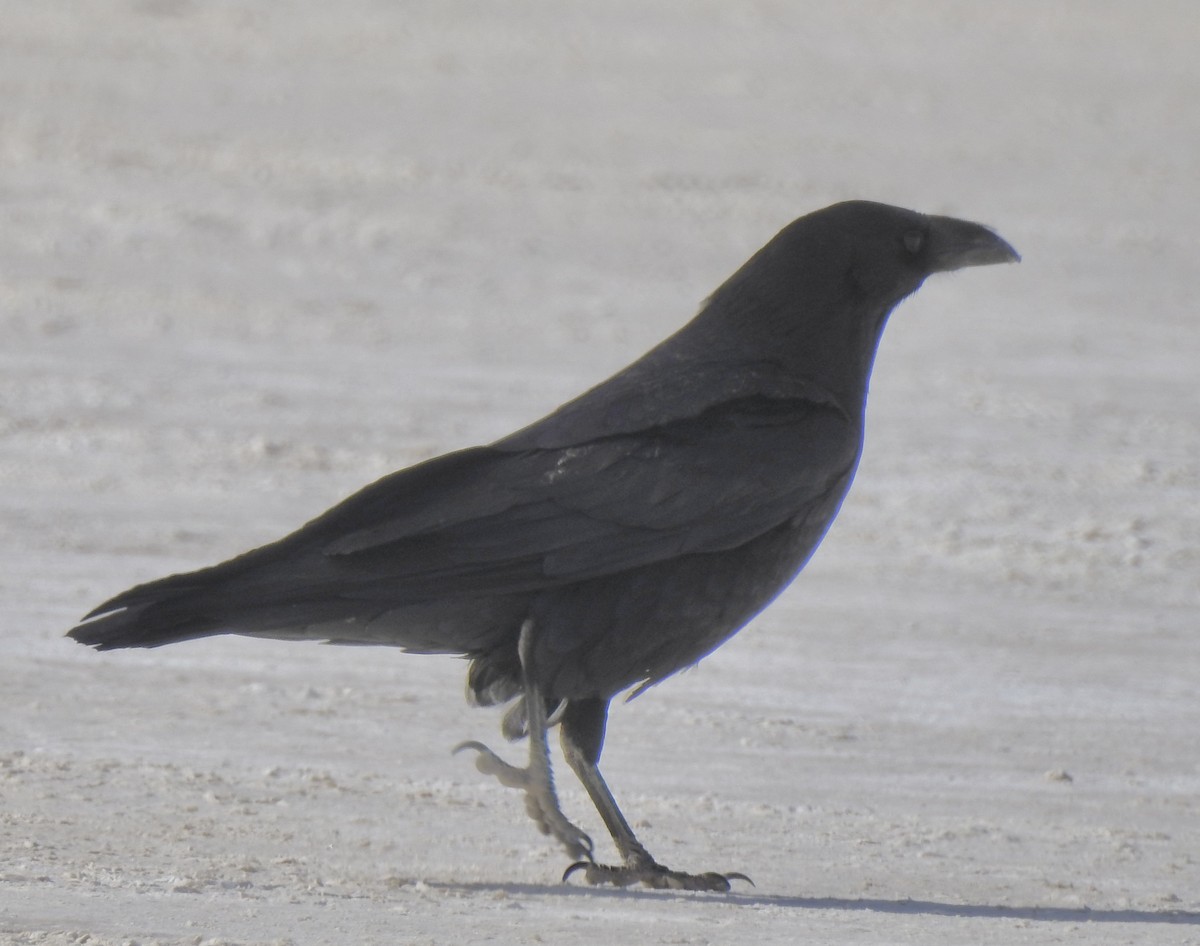 Chihuahuan Raven - Monica Fowler