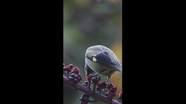 Yellow-winged Tanager - ML550851891