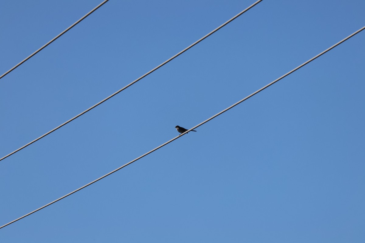 Northern Mockingbird - ML550852571