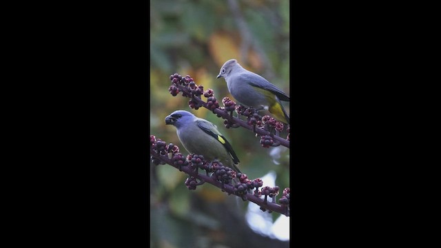 Yellow-winged Tanager - ML550853011