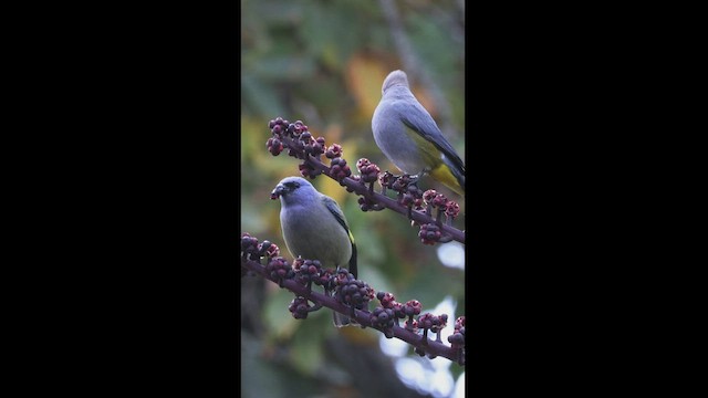 Yellow-winged Tanager - ML550853021