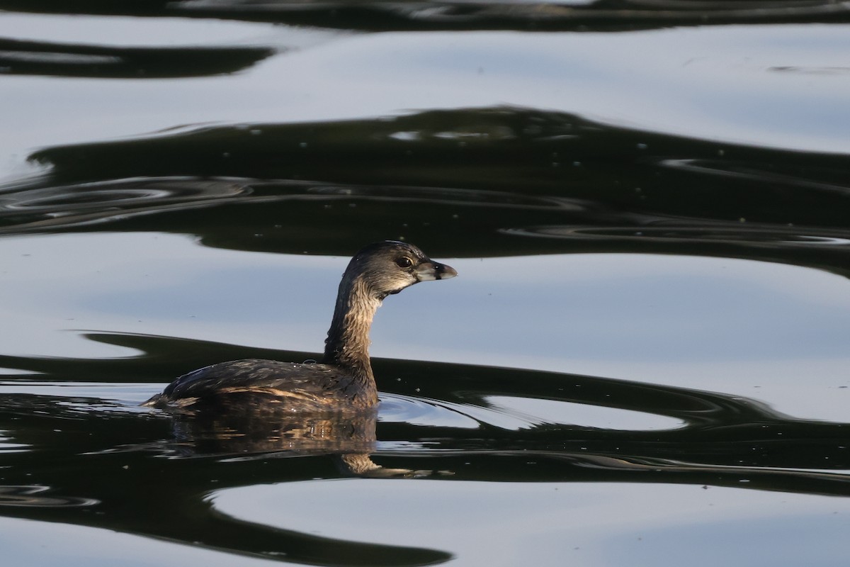 Pied-billed Grebe - Tim Lenz