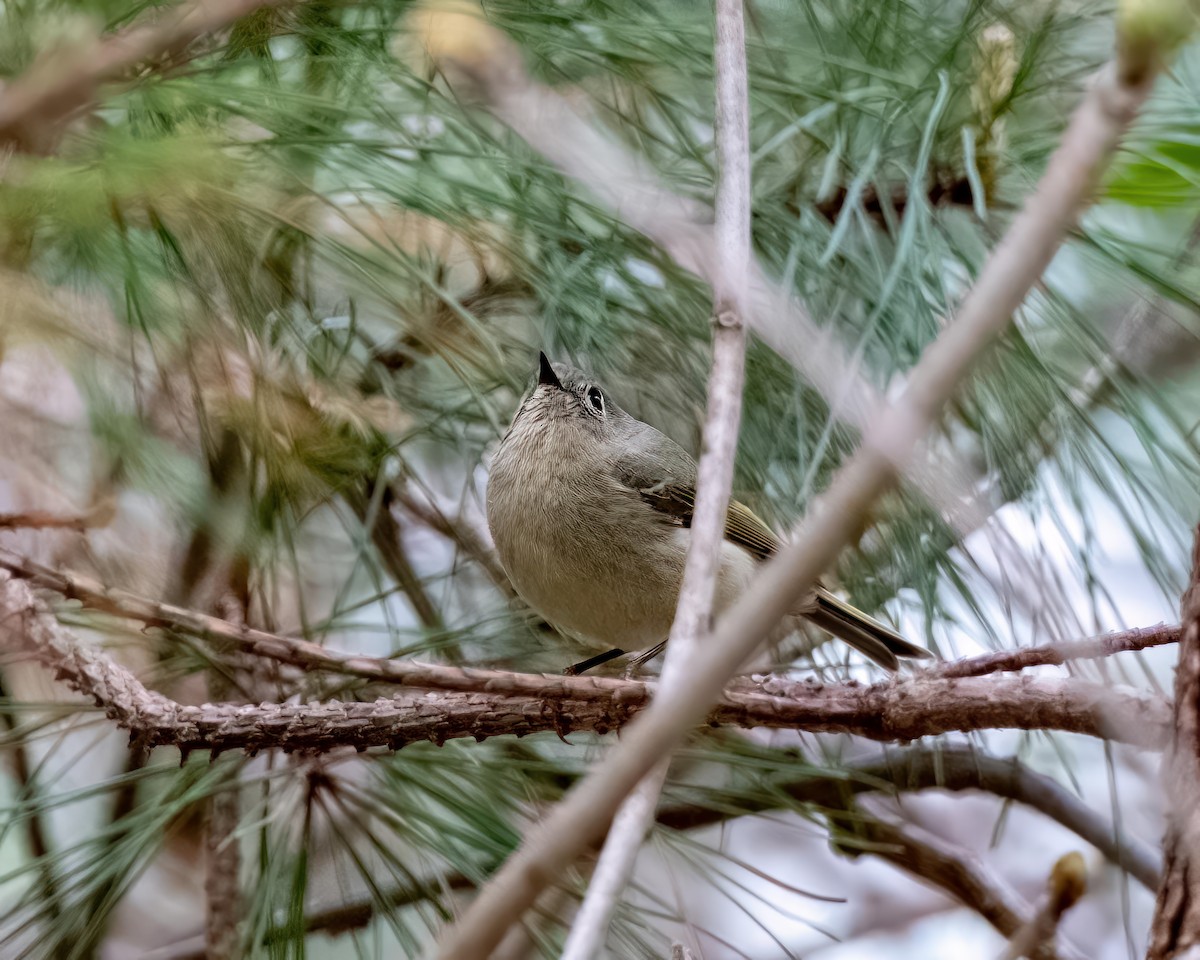 Ruby-crowned Kinglet - Charles Byrne