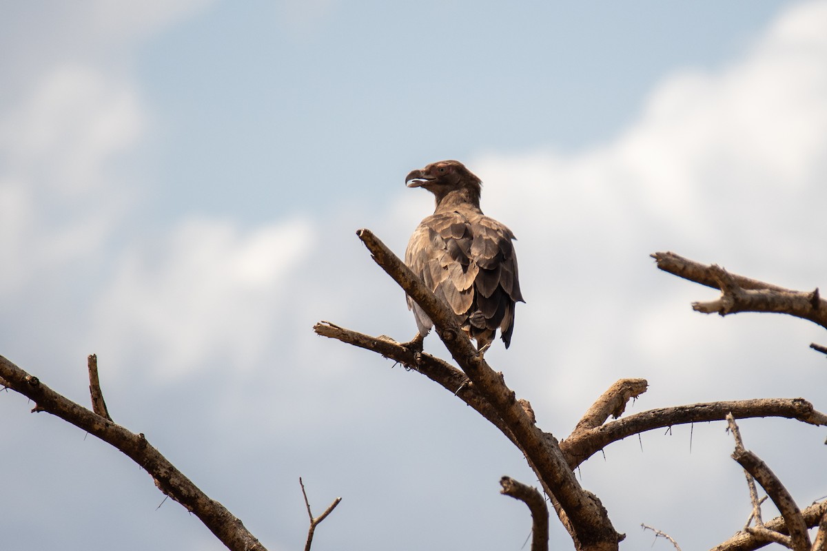 Tawny Eagle - ML550855861