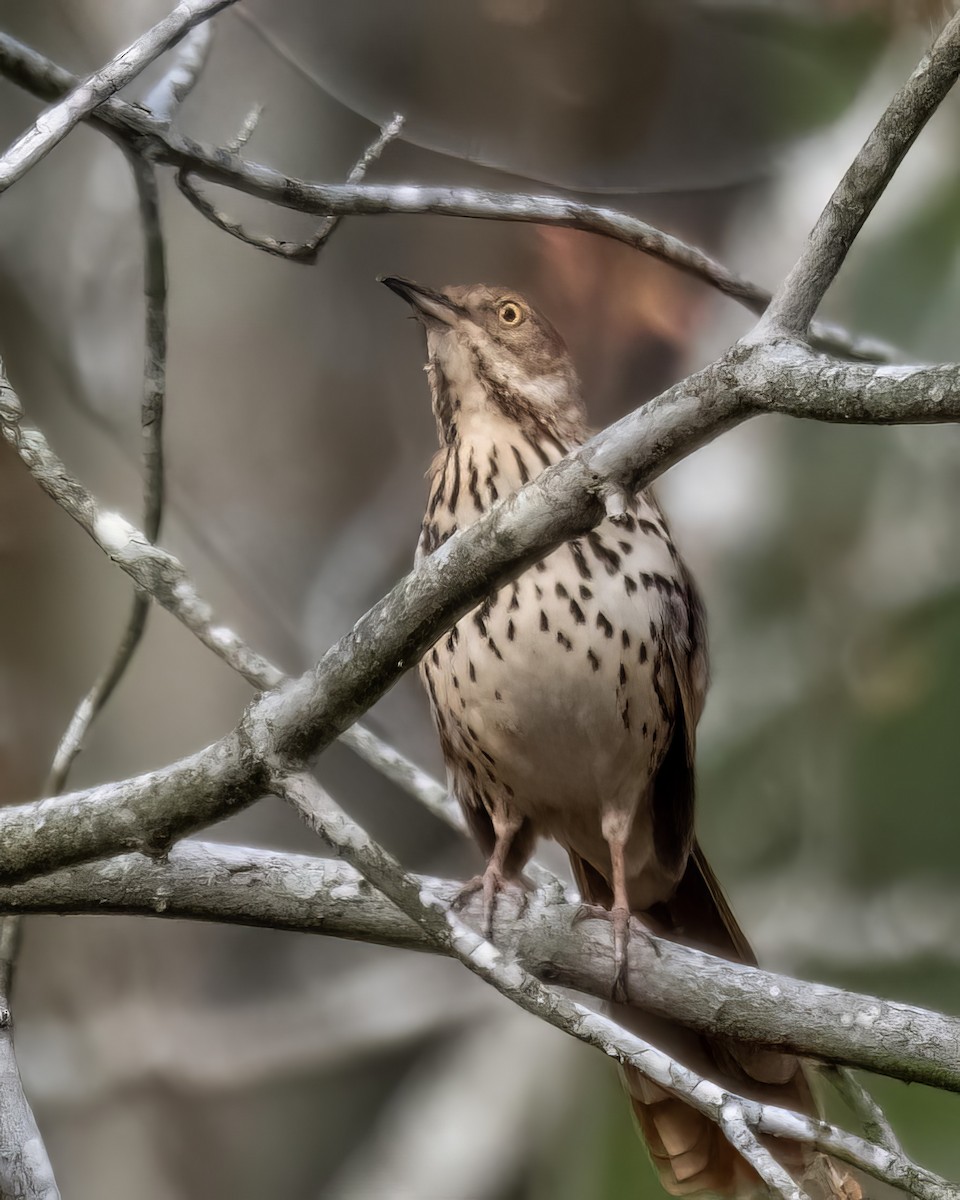 Brown Thrasher - Charles Byrne