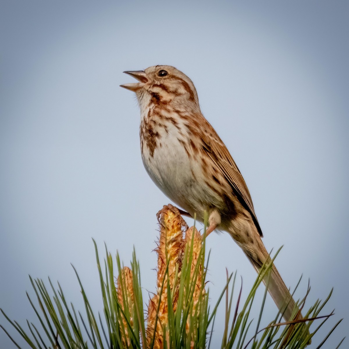 Song Sparrow - ML550856101