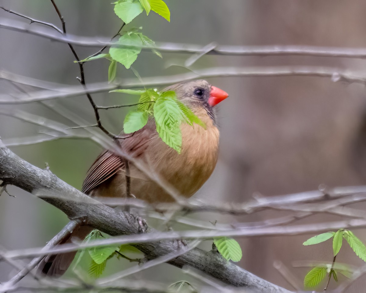 Northern Cardinal - Charles Byrne