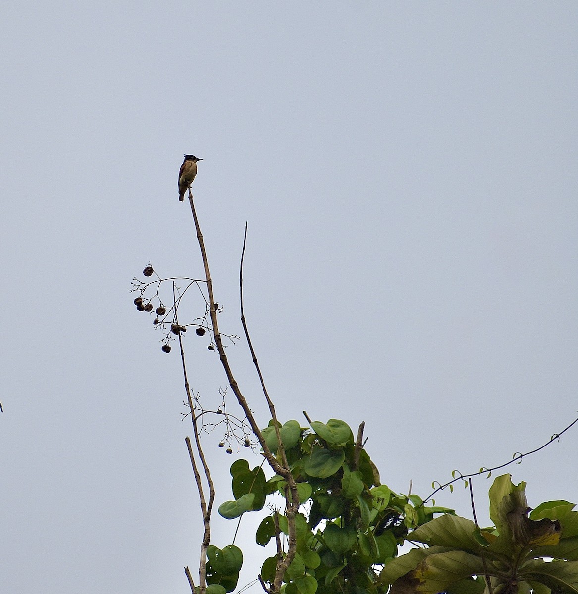 Black-and-white Shrike-flycatcher - ML550856471