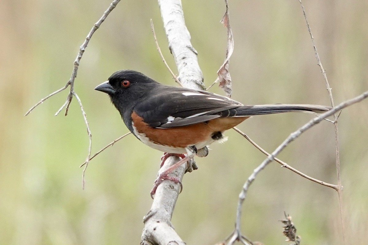 Eastern Towhee - ML550856581