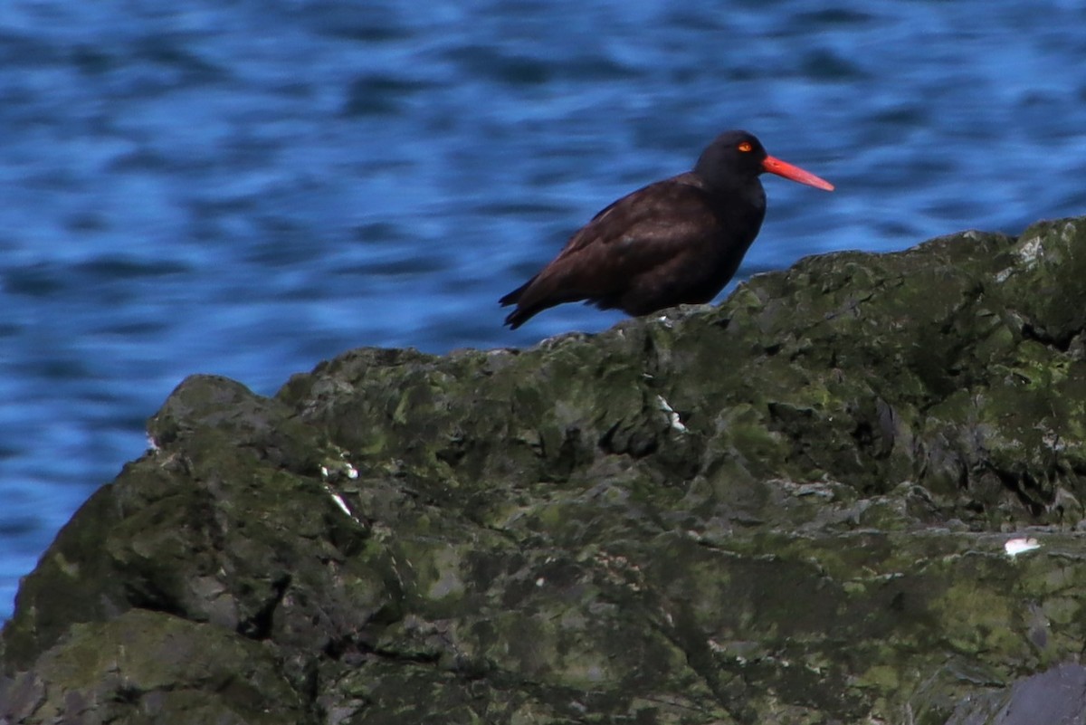 Black Oystercatcher - ML550858281