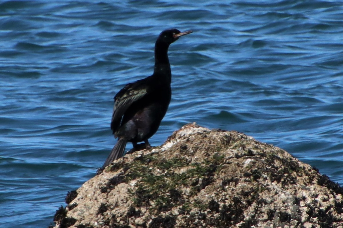 Cormorán Pelágico - ML550858591