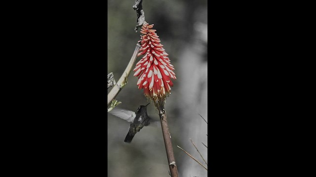 Colibri à oreilles blanches - ML550858961