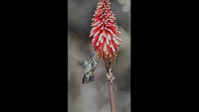 Colibri à oreilles blanches - ML550858971