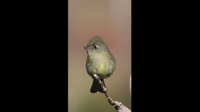 Yellowish Flycatcher - ML550859111