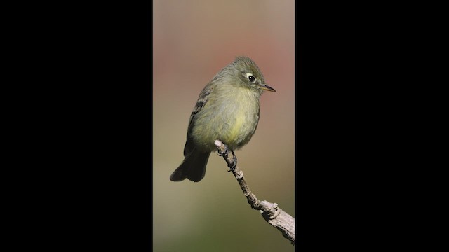 Yellowish Flycatcher - ML550859121