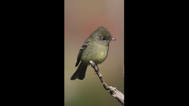 Yellowish Flycatcher - ML550859131