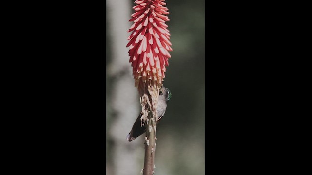 Colibri à gorge grenat - ML550859271