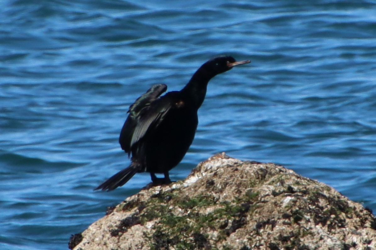 Cormorán Pelágico - ML550859311