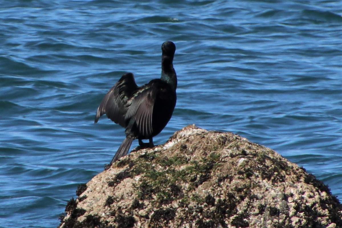 Pelagic Cormorant - ML550859411