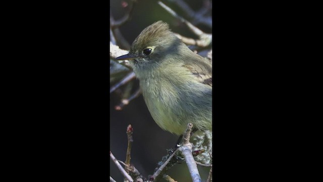 Hammond's Flycatcher - ML550859691