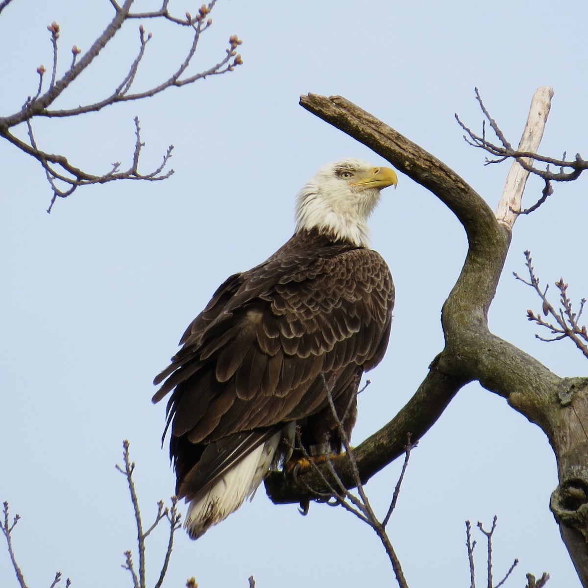 Bald Eagle - Emily Tornga