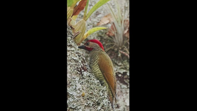 Golden-olive Woodpecker - ML550861461