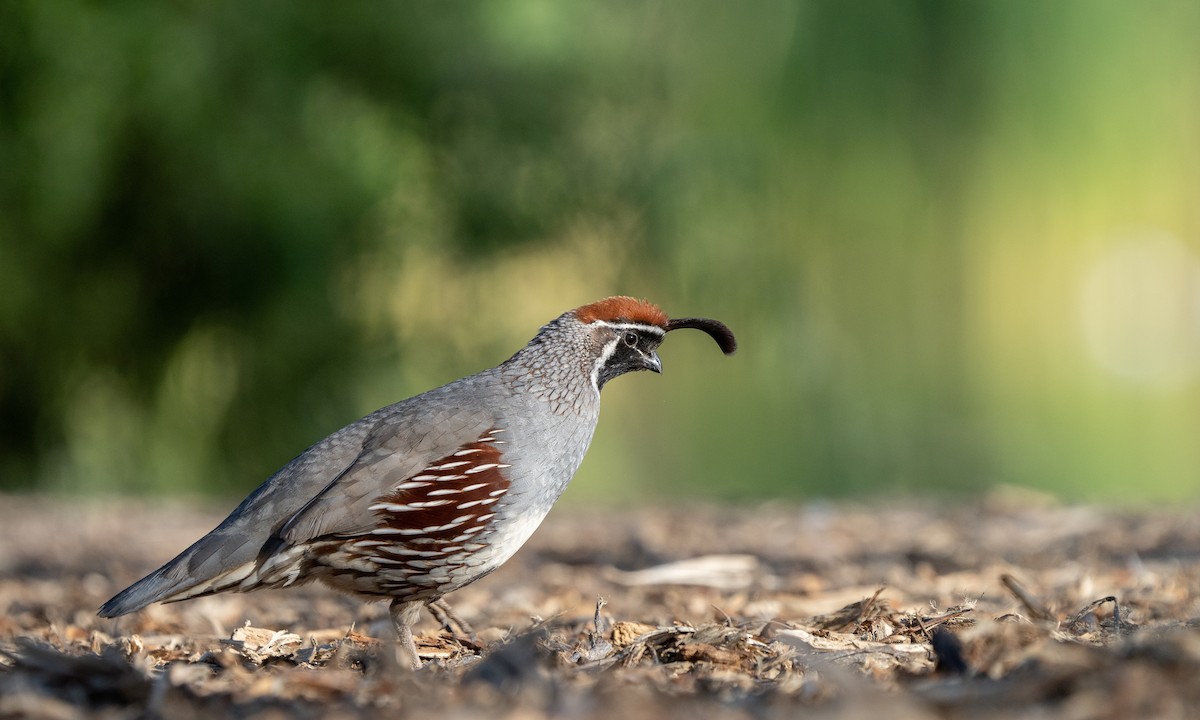 Gambel's Quail - ML550862431