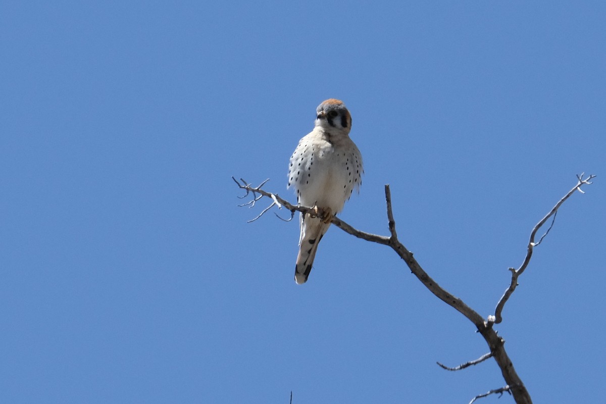 American Kestrel - ML550862461