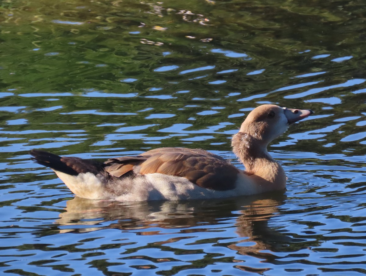 Egyptian Goose - ML550862501