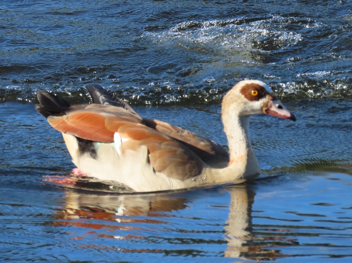 Egyptian Goose - ML550862511