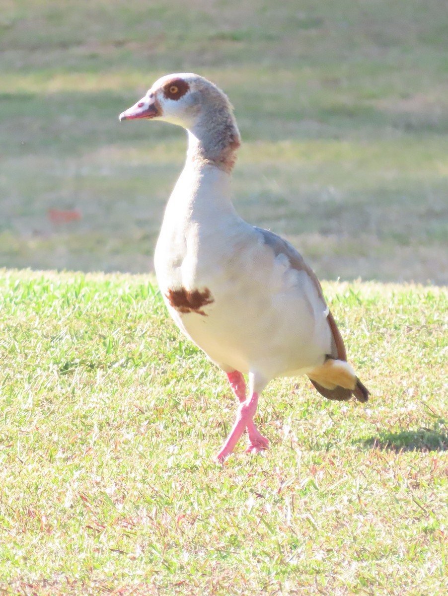 Egyptian Goose - ML550862521