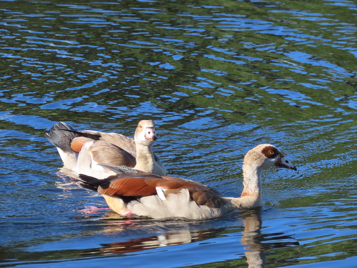 Egyptian Goose - ML550862541