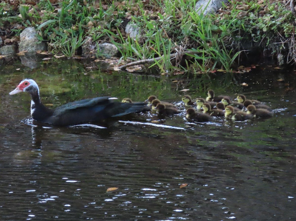 Muscovy Duck (Domestic type) - ML550862881