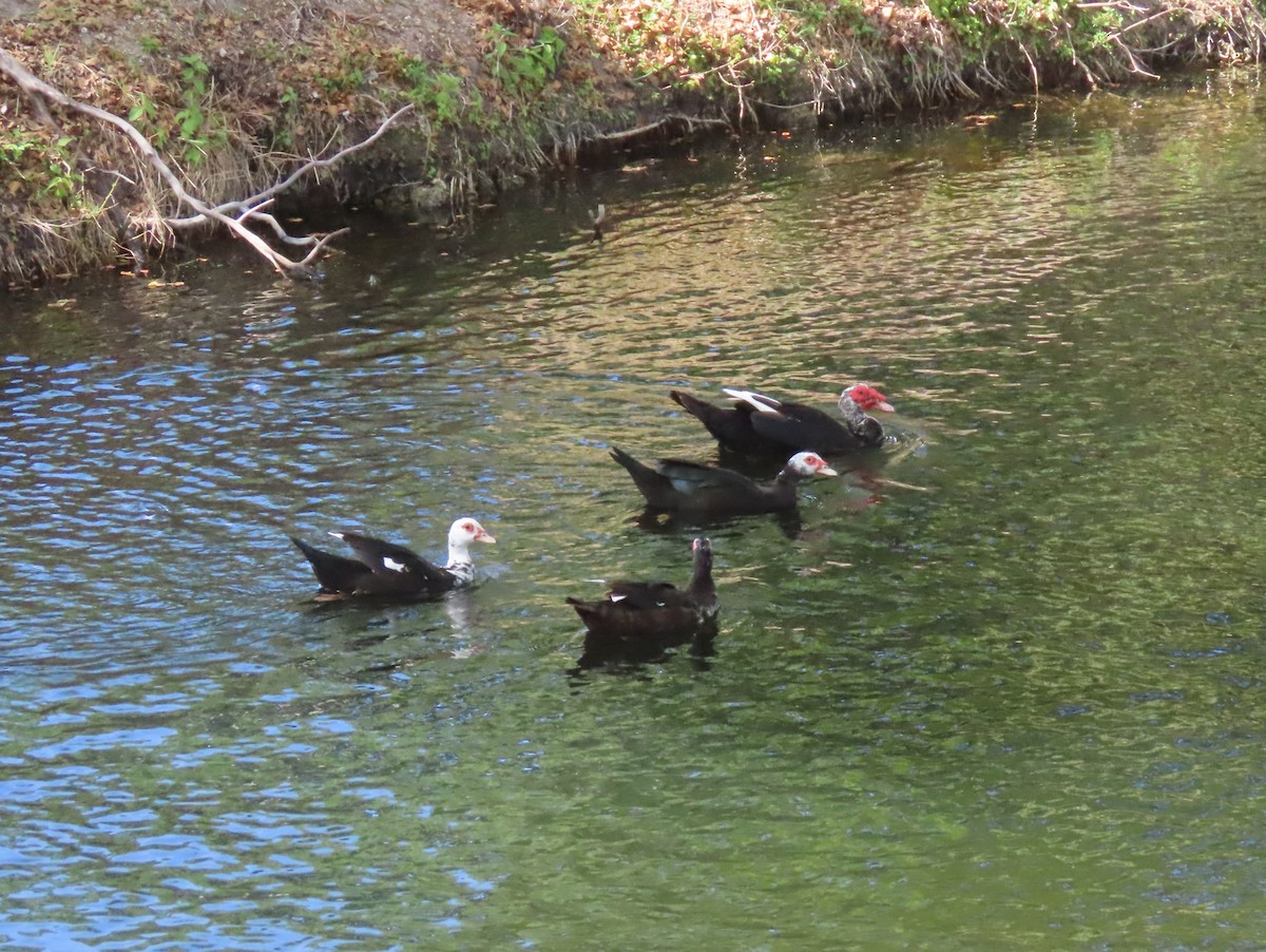 Muscovy Duck (Domestic type) - ML550863051