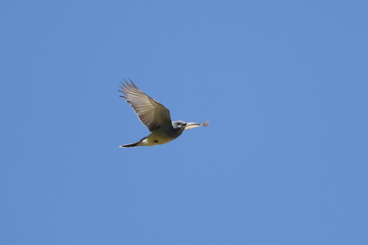 Cassin's Kingbird - ML550863191