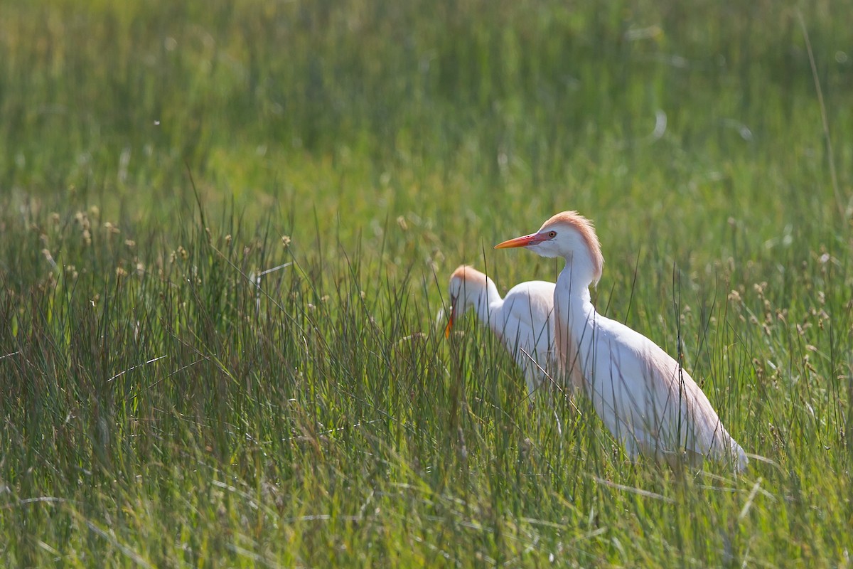 Western Cattle-Egret - Joshua Covill