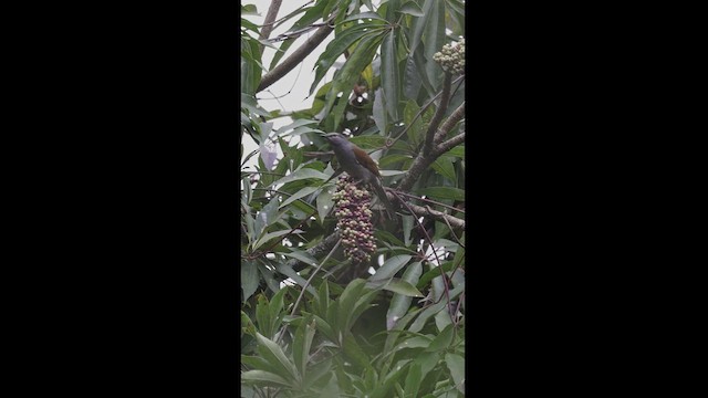 Brown-backed Solitaire - ML550863671